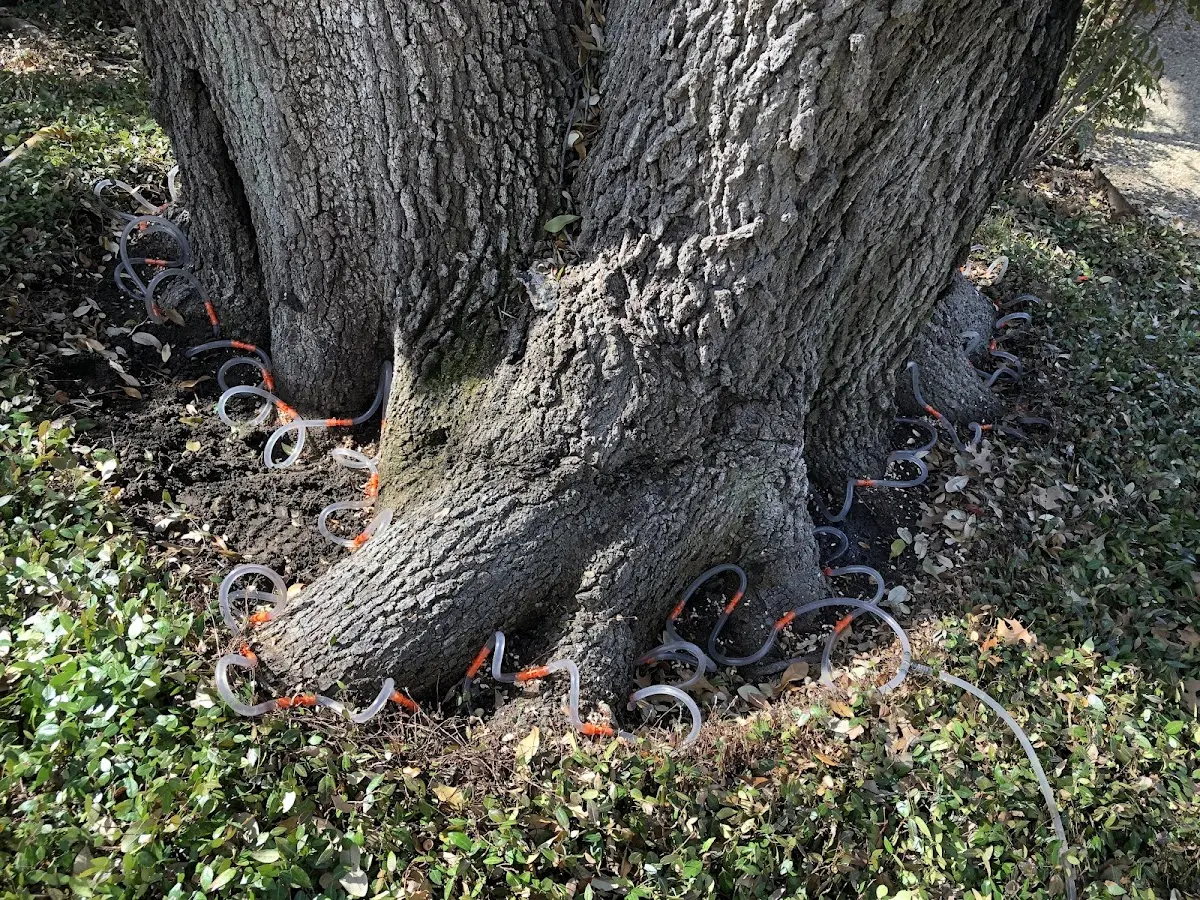Detailed Tree Cabling and Bracing job site in Betterton